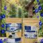butterfly pea tea bag 20